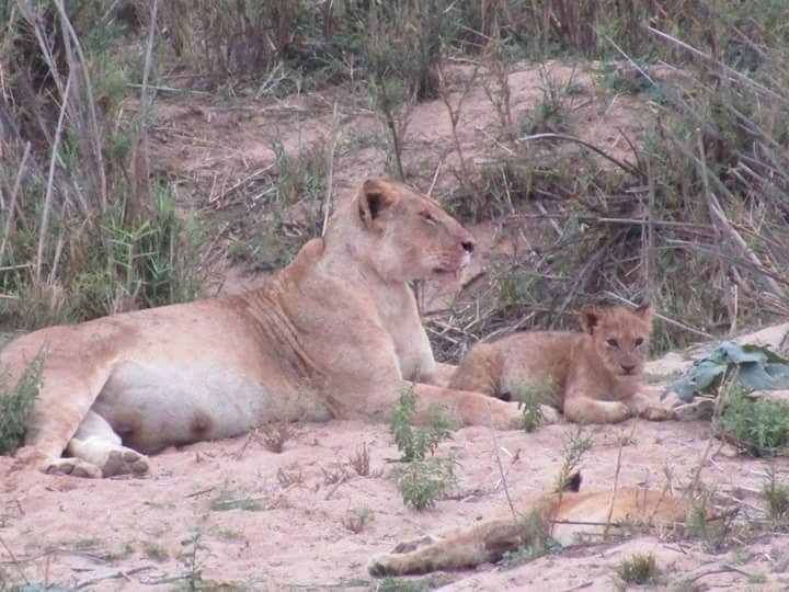 Lions