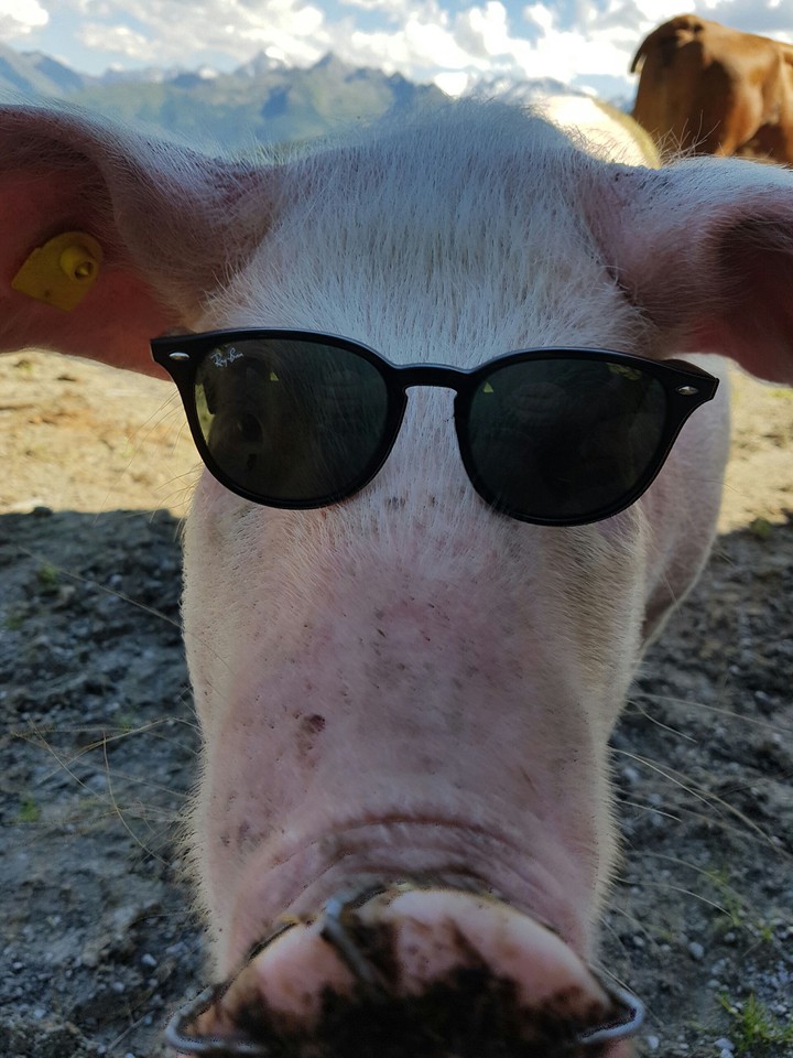 Pig in style