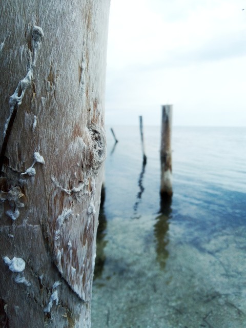 wood
