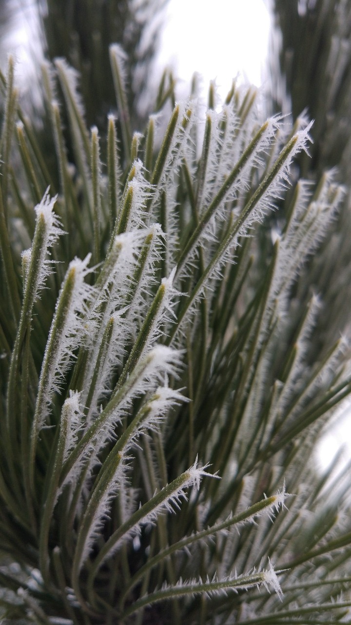 Winter hoarfrost