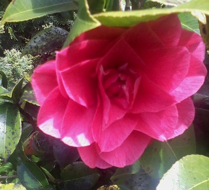 pink flower