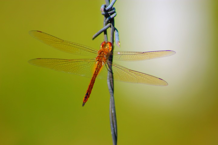 dragon fly