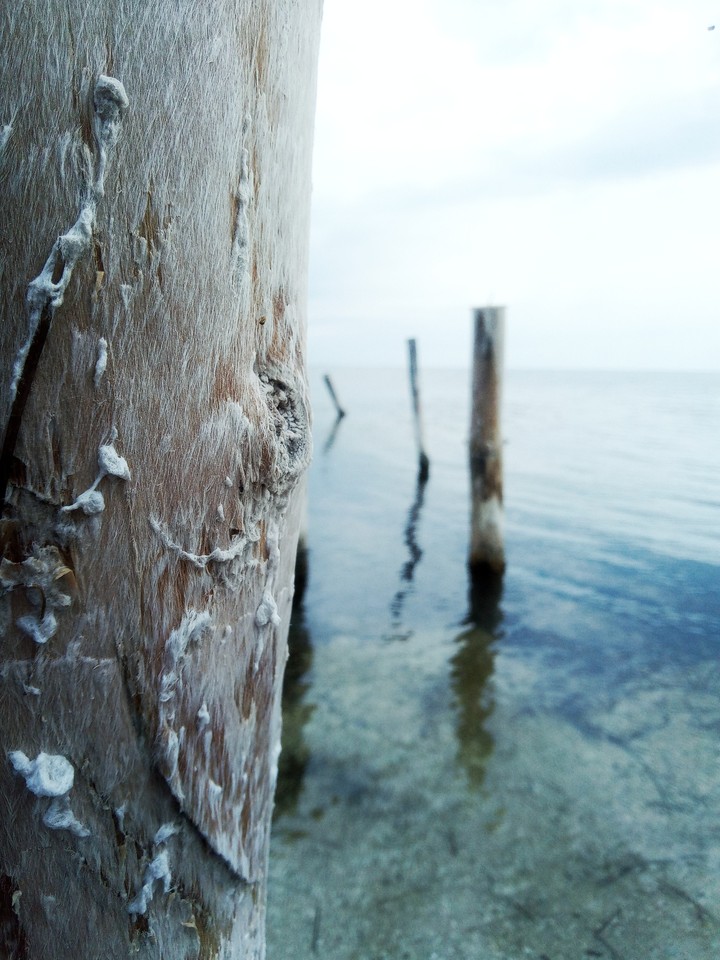 wood