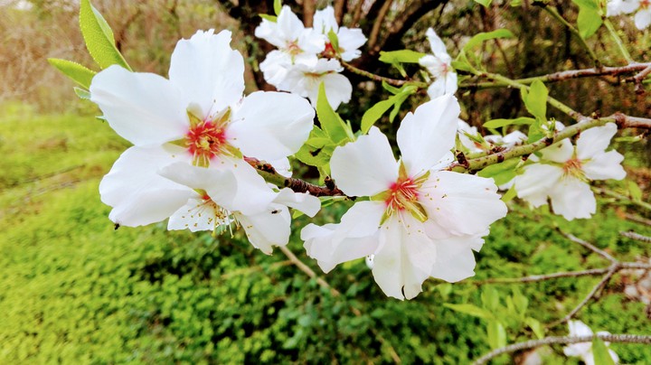 Blossom