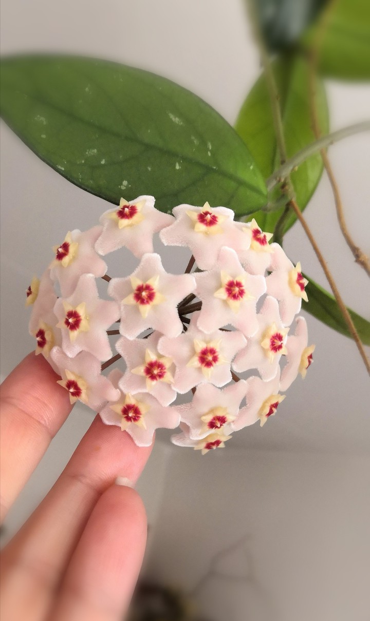 Hoya_carnosa_flower_voskovka