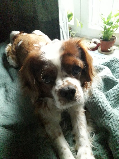 cavalier