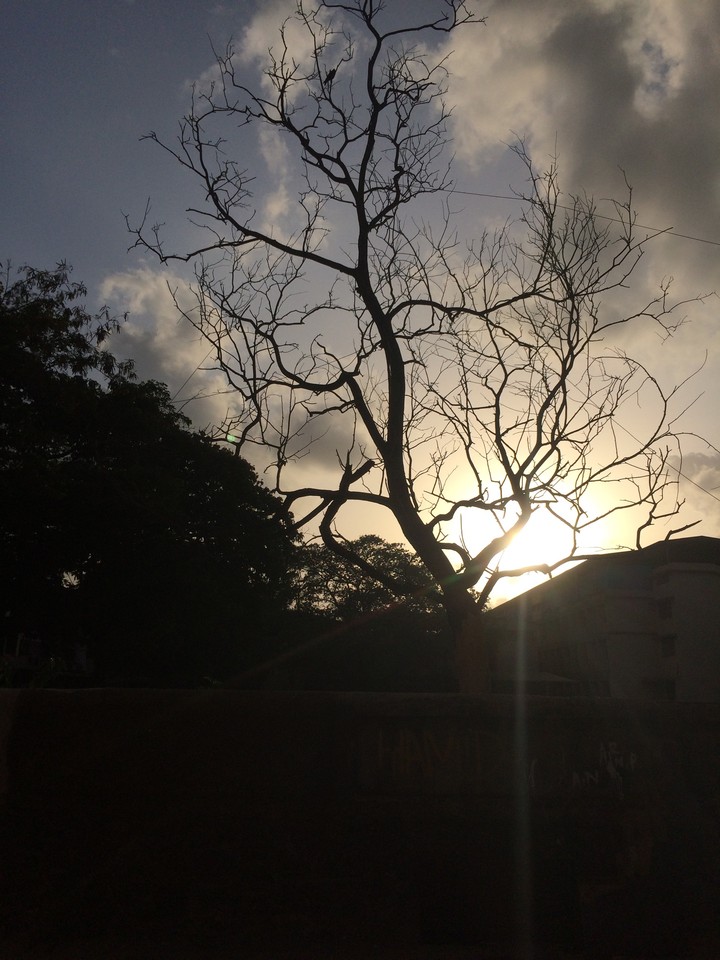 tree