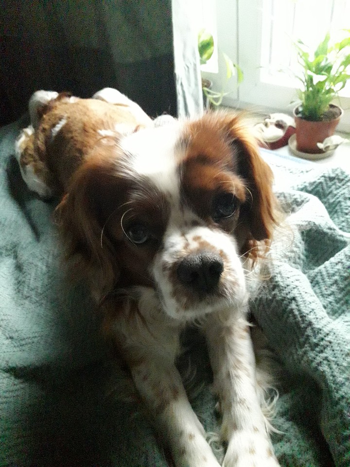 cavalier