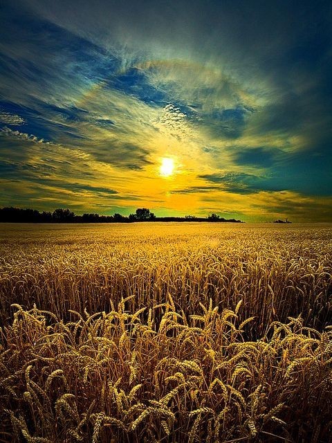 ears of wheat