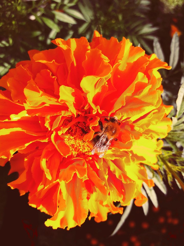 Blume
