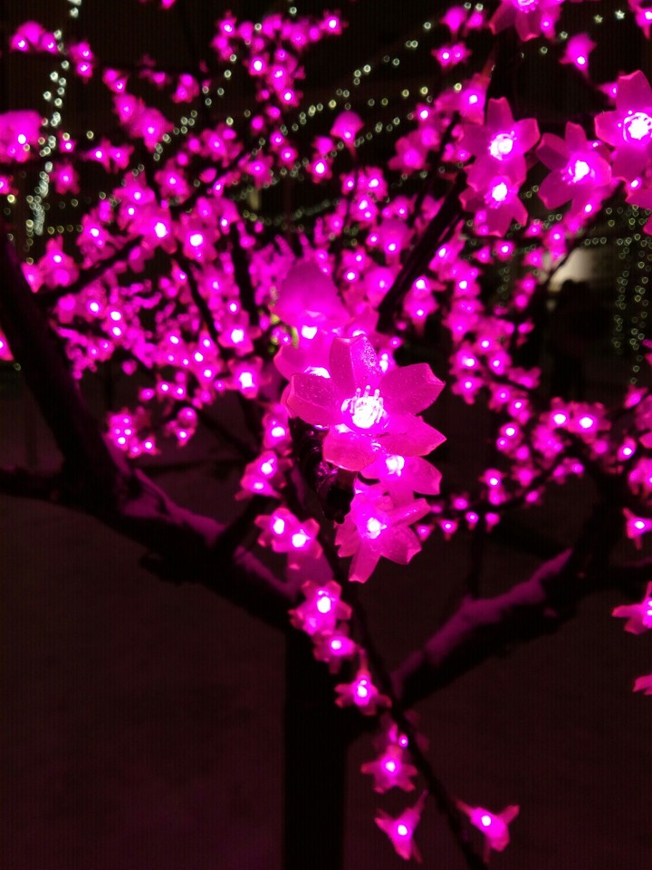 pink flowers tree