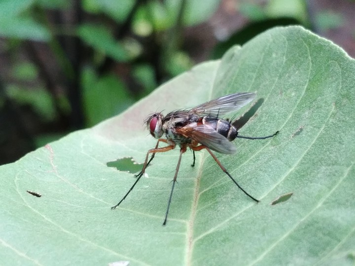 close shot of common fly.