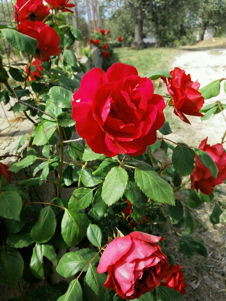 Roses