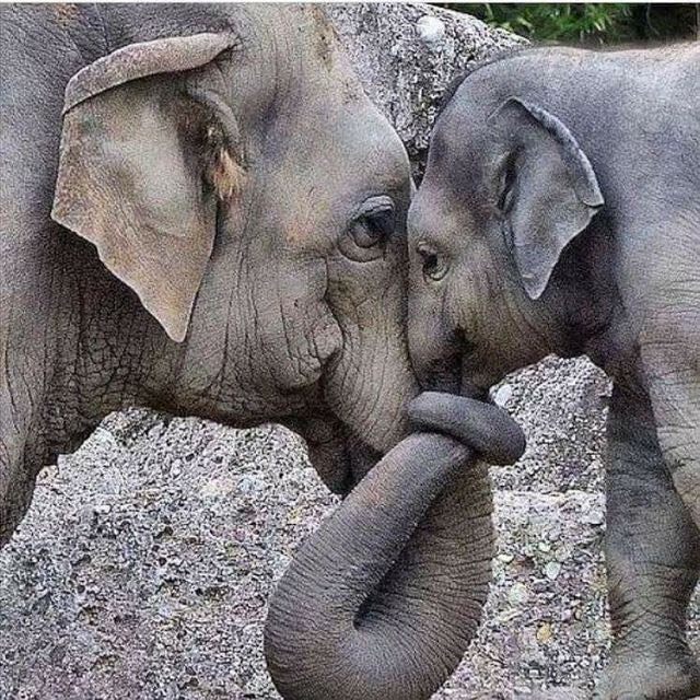 elephant