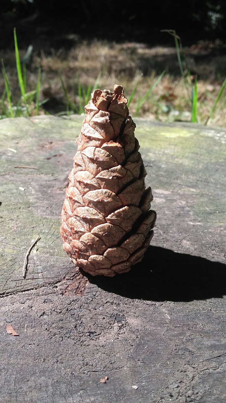pomme-de-pain