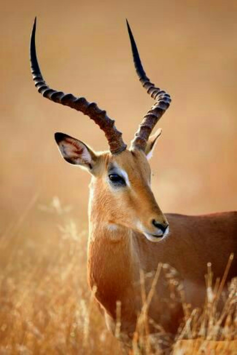 Deer❤