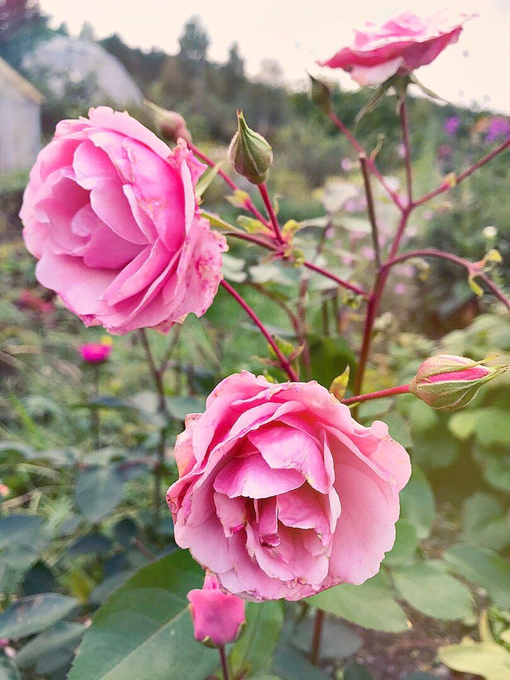 pink roses