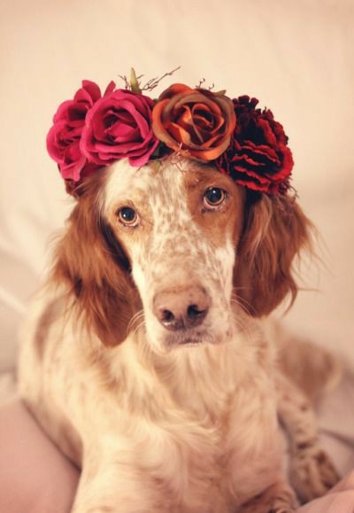 Cute dog