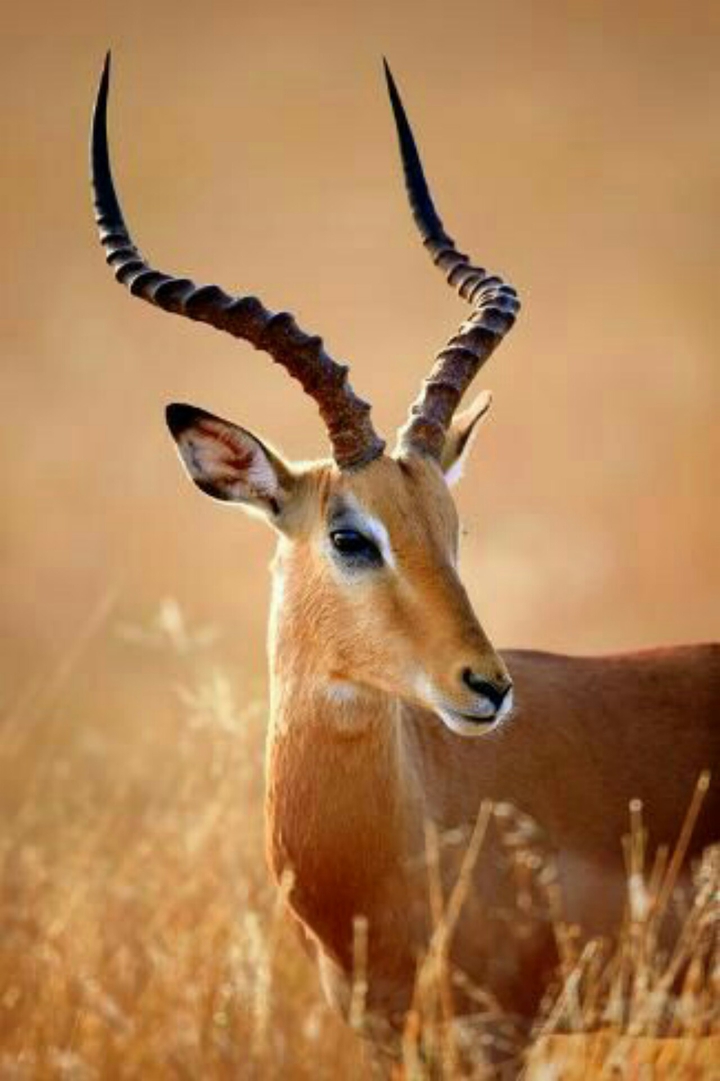 Deer❤