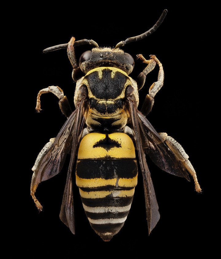 Big Bee...
