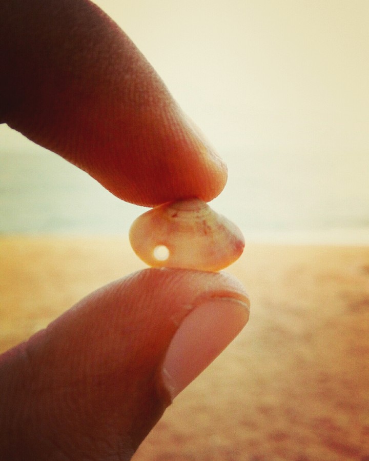 #beach shell photography