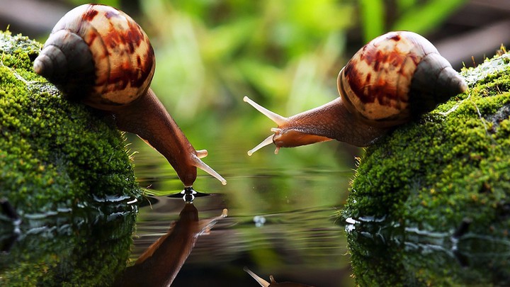 snails