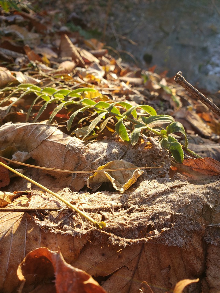 nature