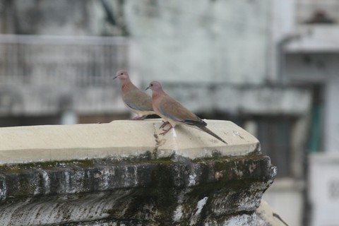 love birds