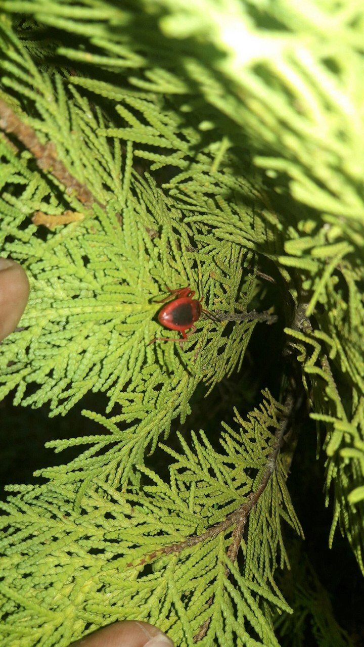 red in green