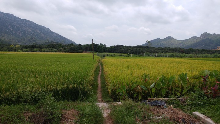 farm