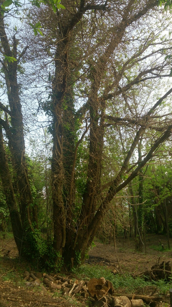 tree