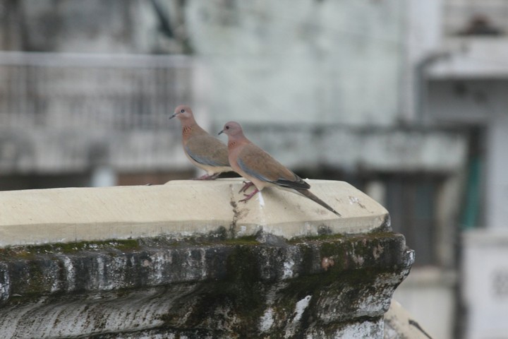 love birds