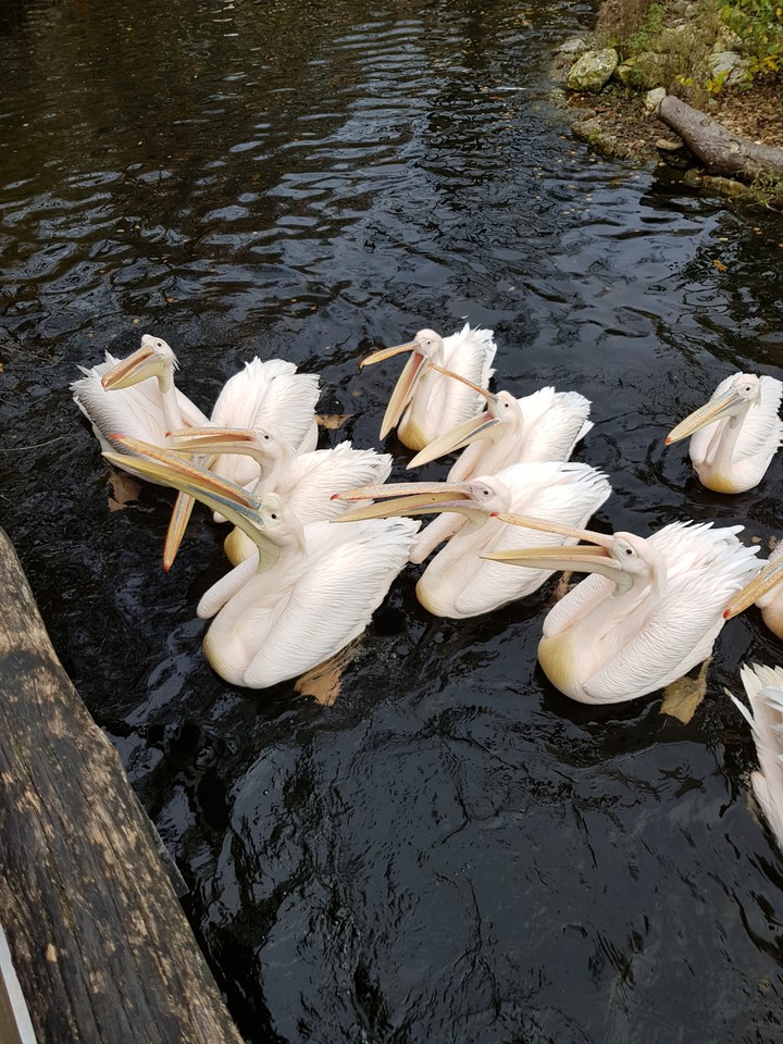 Pelikane