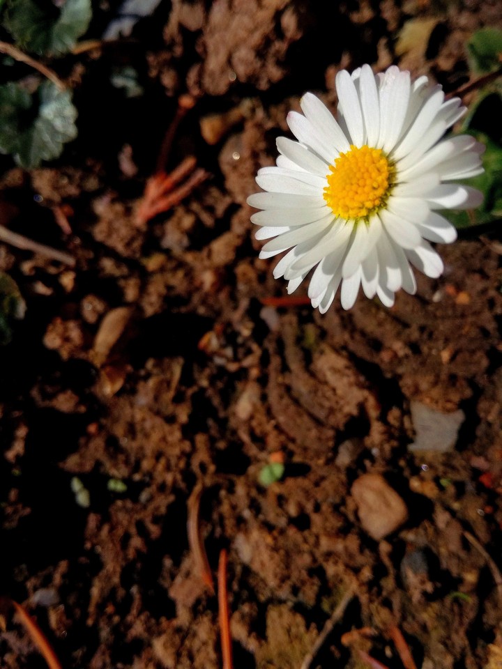 flower