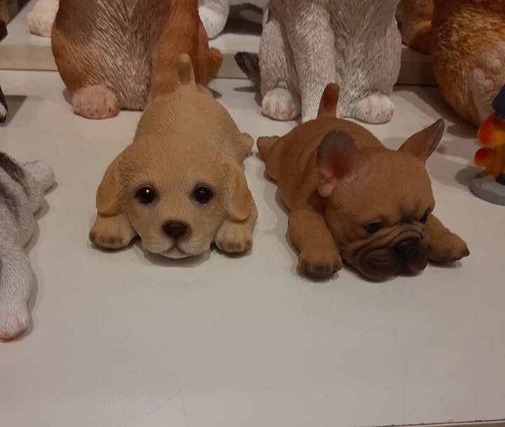dogdog