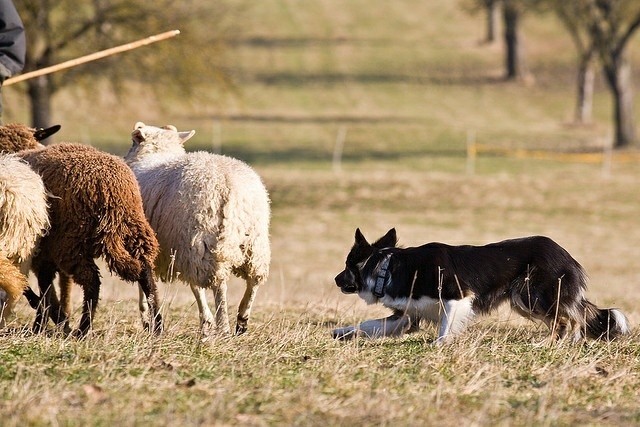 If It's Not A Broder Collie It's Just A Dog