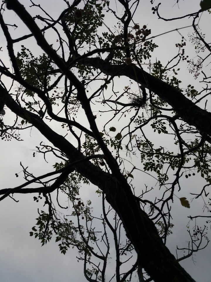 dark forest