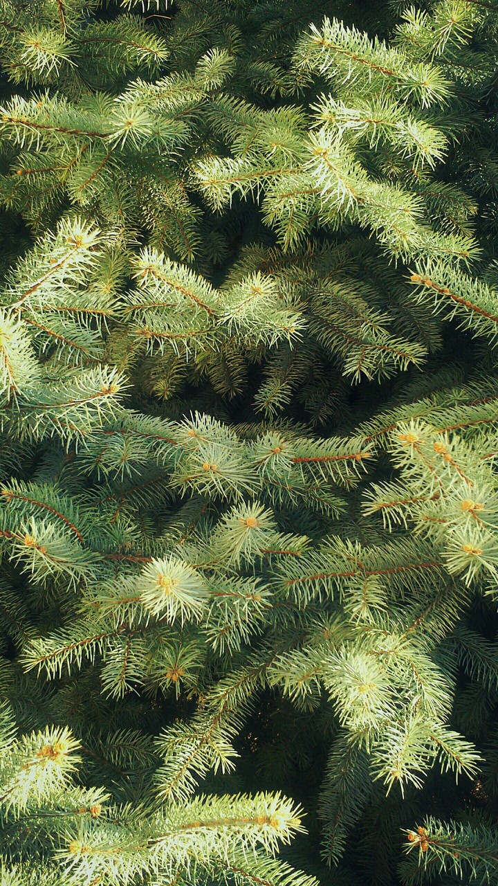 fir