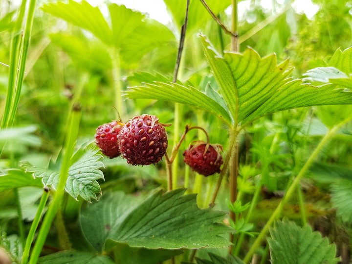 Strawberry