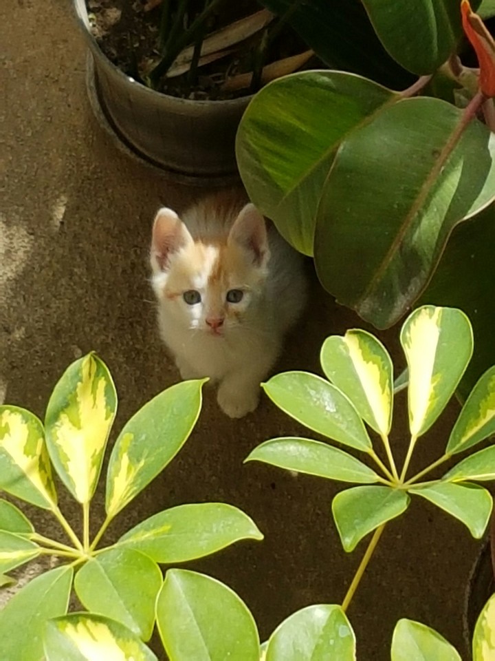 kitty