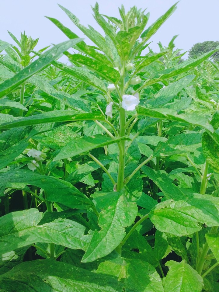 plant