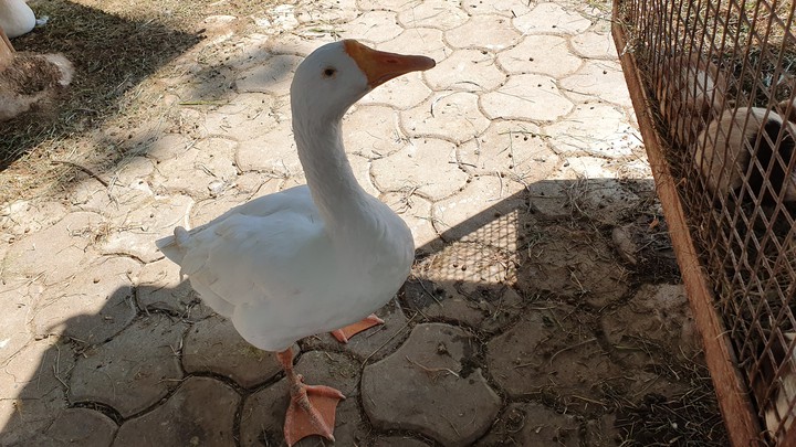 duck
