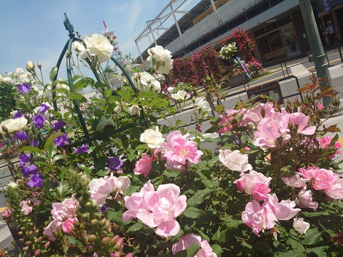 shrub, plant桌布
