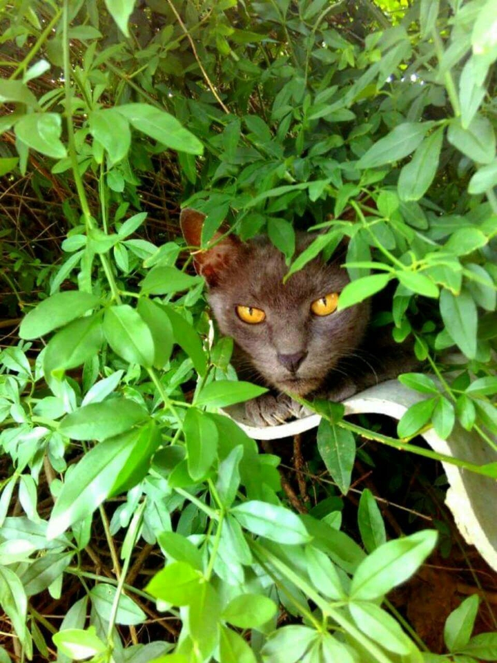 Gato