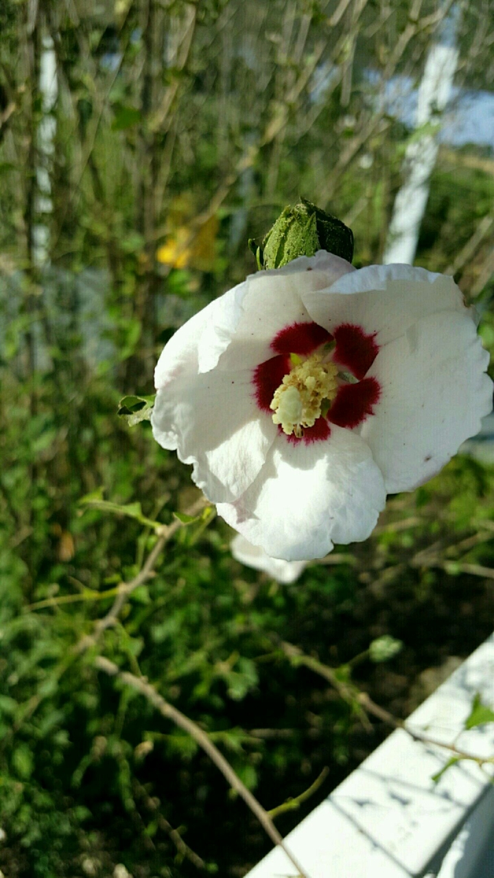 Lonely White Flower