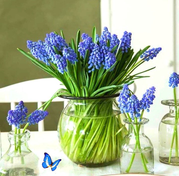 muscari