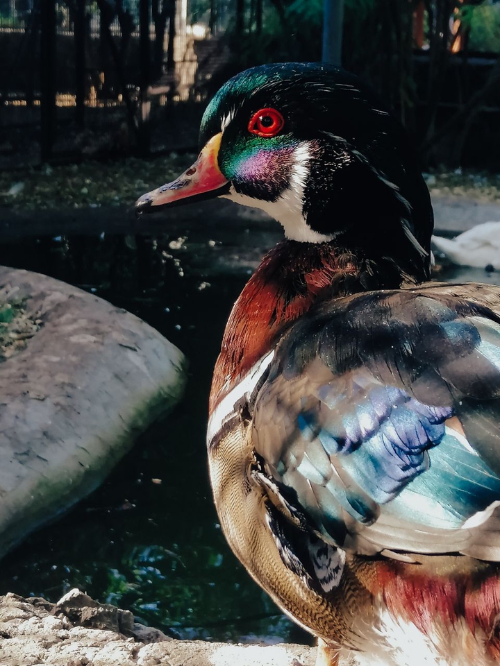 duck
