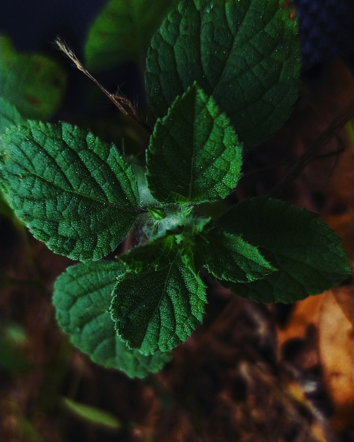Leaves