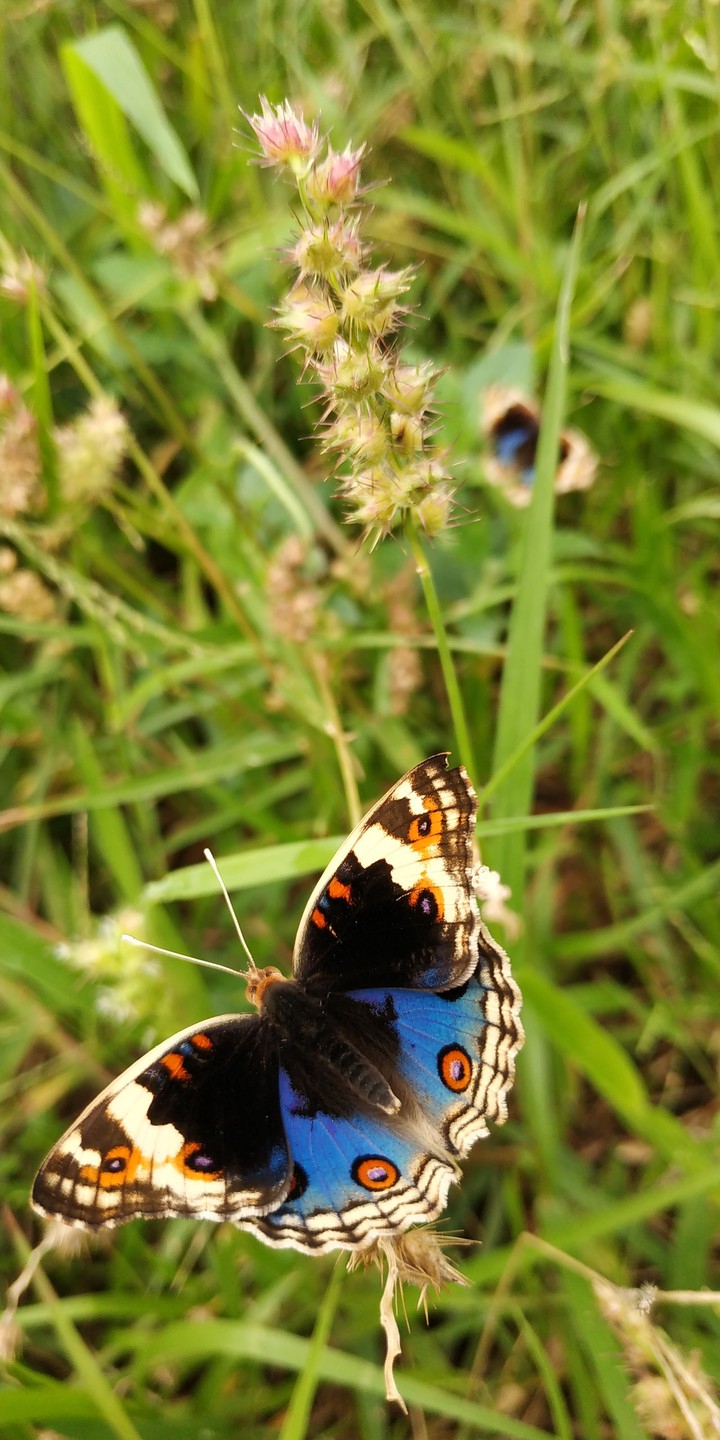 Butterfly #4