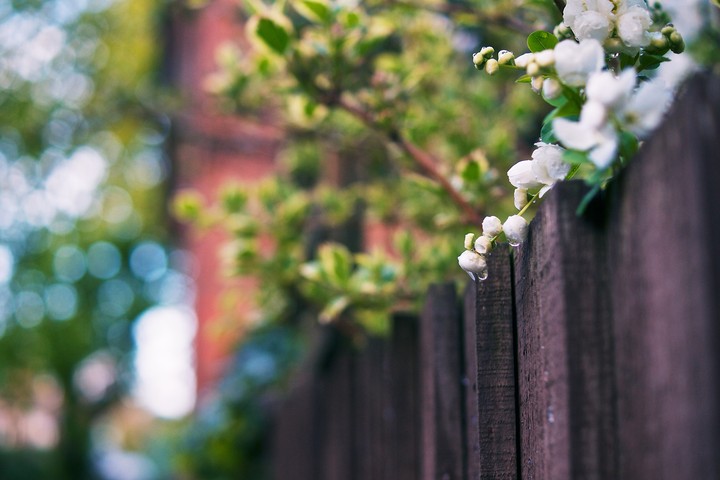 울타리의 꽃